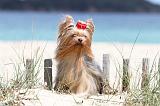 YORKSHIRE TERRIER 089